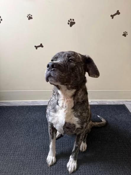 Enlarge Onyx, a Adoptable mixed breed in Rensselaer, IN image 1/1