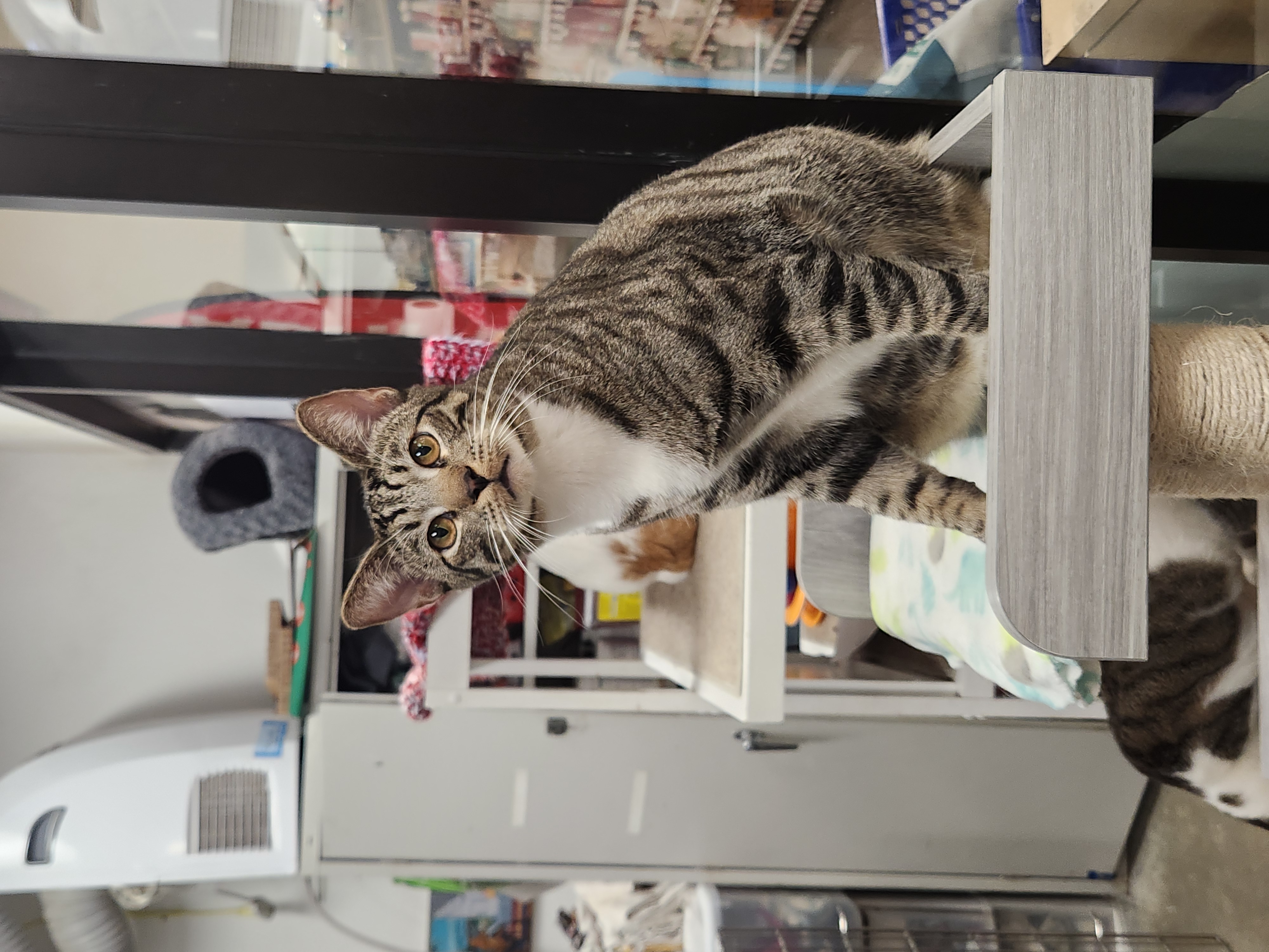 Pistachio, an adopted Domestic Short Hair Mix in Mission Viejo, CA_image-1