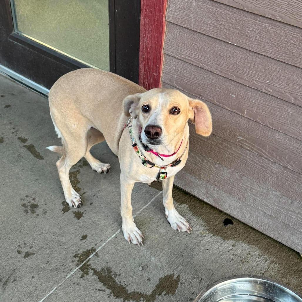 Enlarge Sunshine, a Adoptable mixed breed in Monticello, IA image 1/4