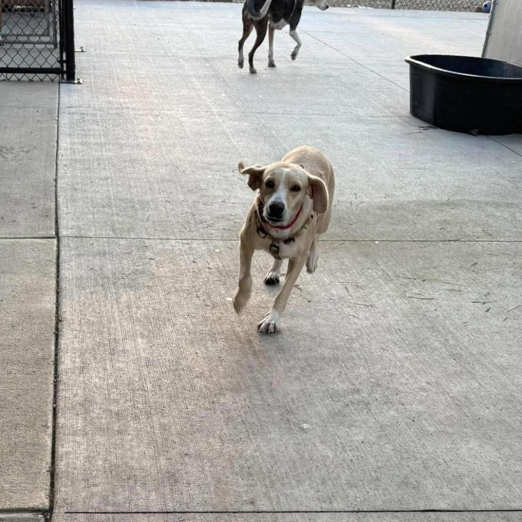 Enlarge Sunshine, a Adoptable mixed breed in Monticello, IA image 2/4