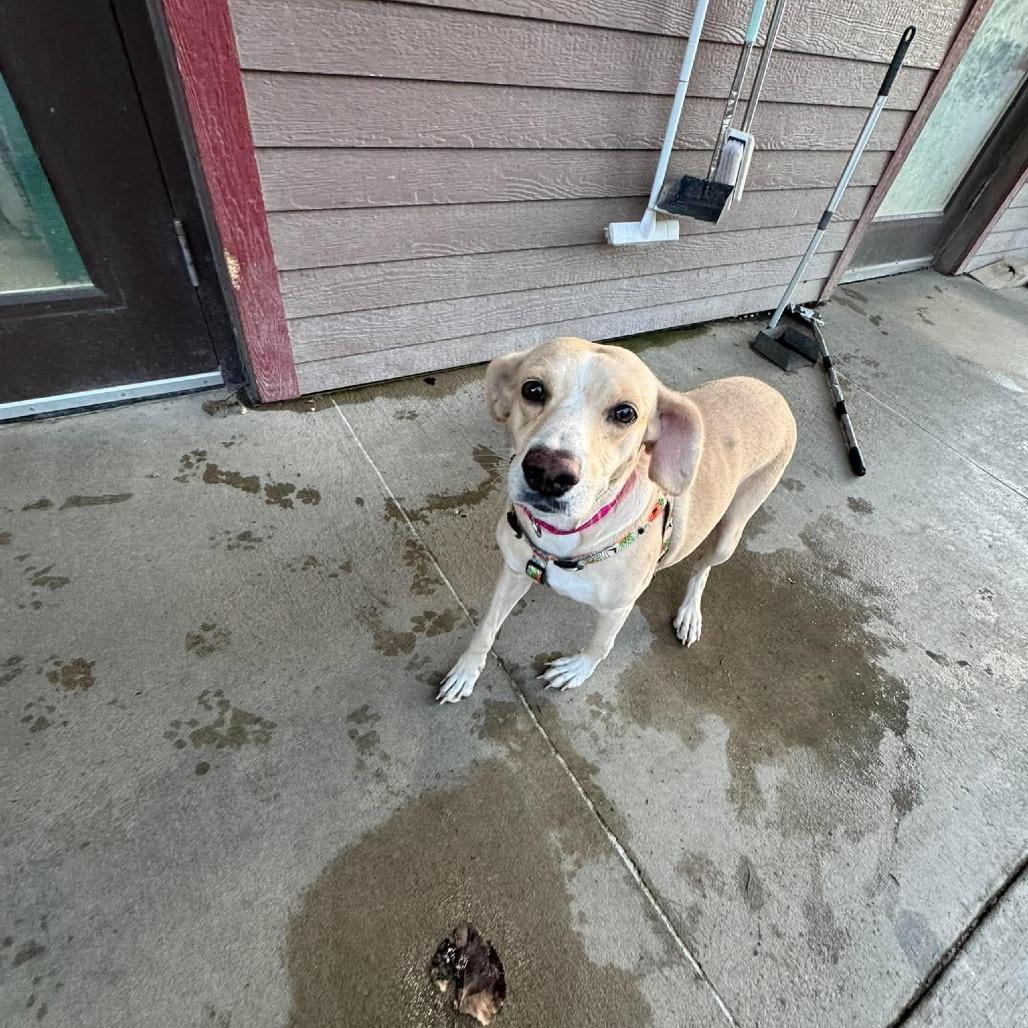 Enlarge Sunshine, a Adoptable mixed breed in Monticello, IA image 3/4
