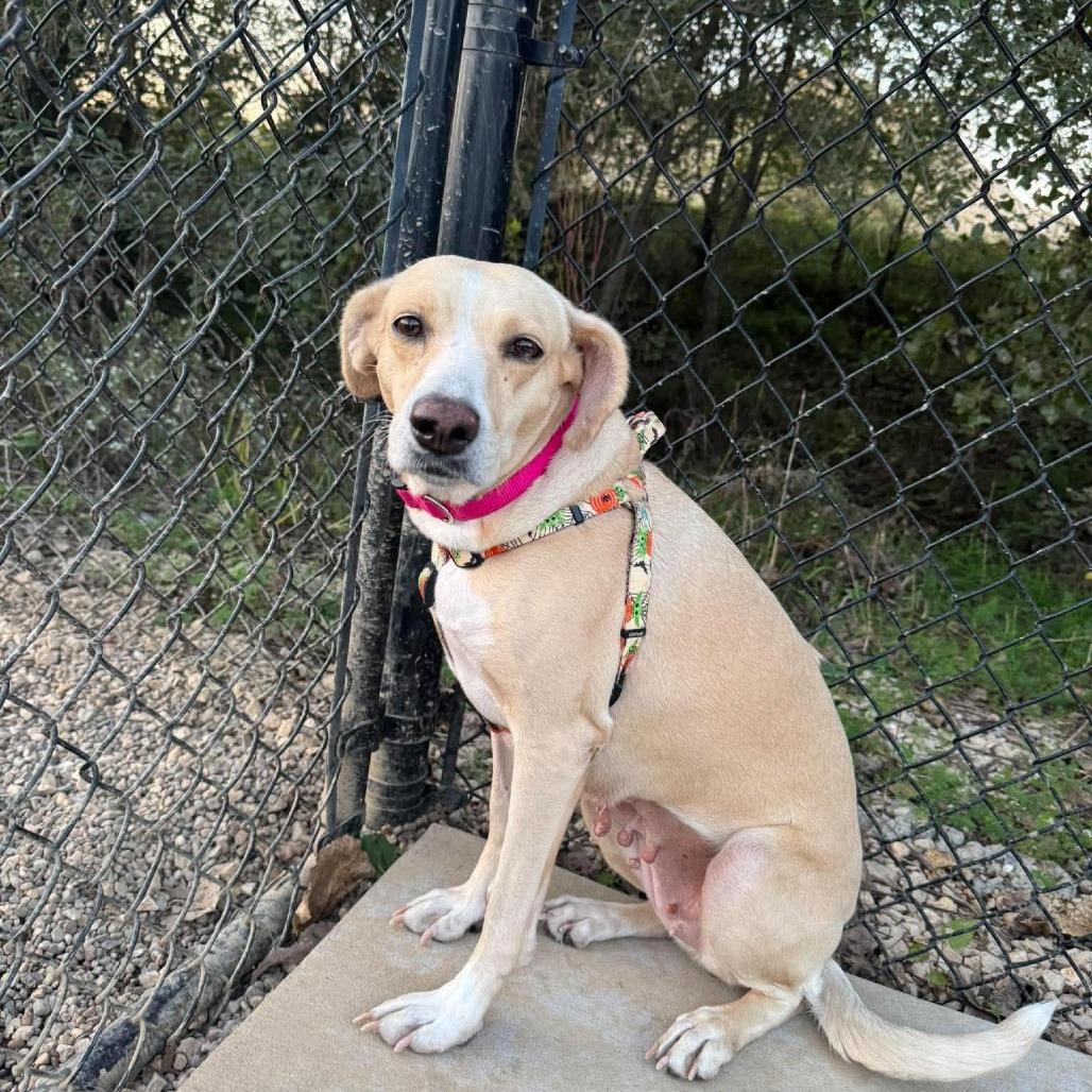 Enlarge Sunshine, a Adoptable mixed breed in Monticello, IA image 4/4