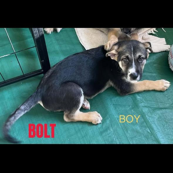 Bolt, Adoptable, Puppy Male German Shepherd Dog.