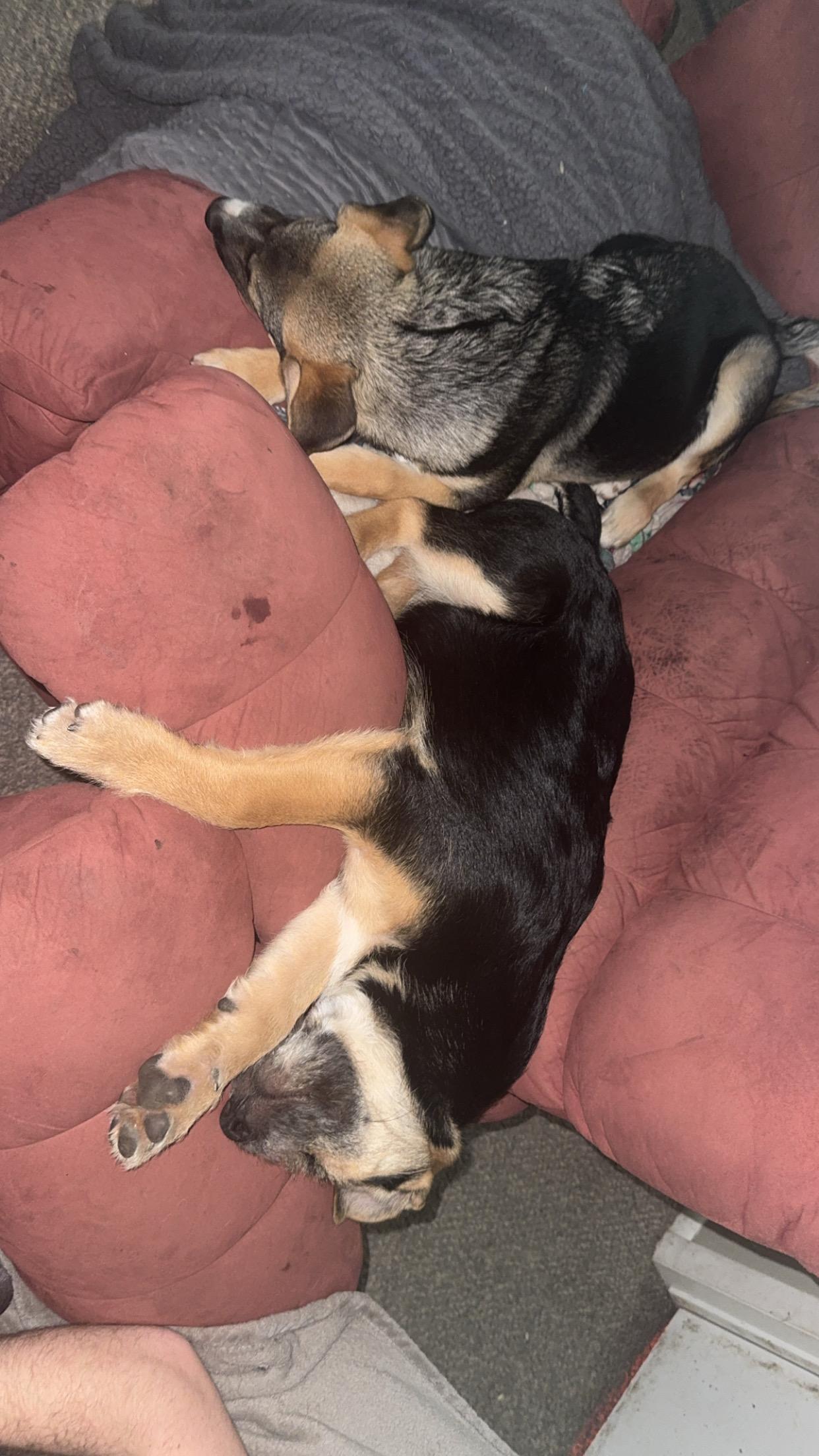 Enlarge Bolt, a Adoptable mixed breed in Jerome, ID image 2/5