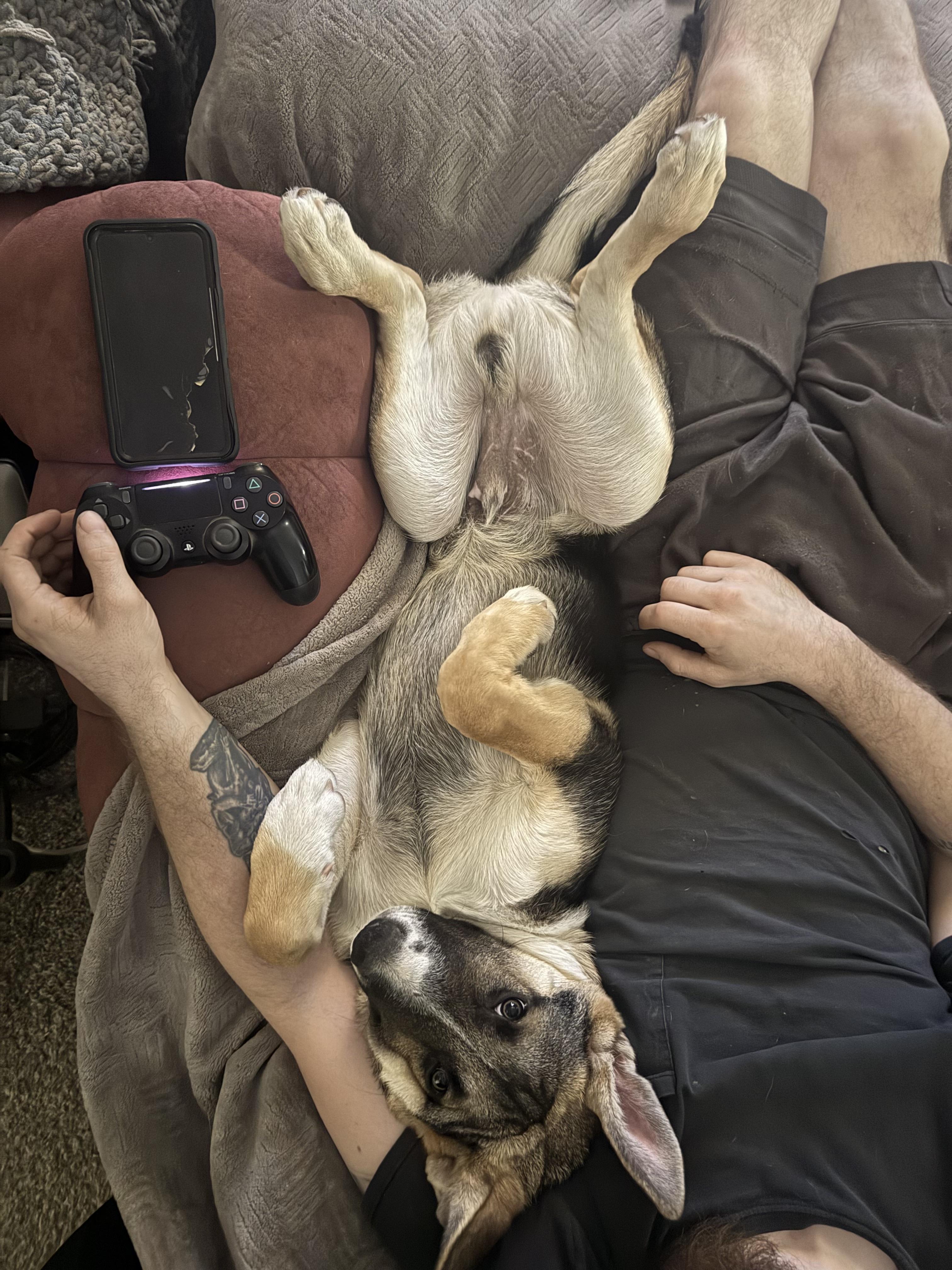 Enlarge Bolt, a Adoptable mixed breed in Jerome, ID image 4/5