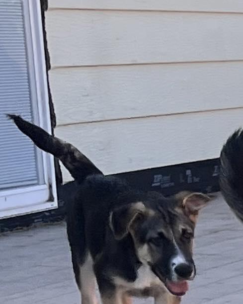 Enlarge Bolt, a Adoptable German Shepherd Dog in Jerome, ID image 3/3