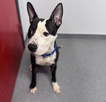 Hugo — thumbnail 2