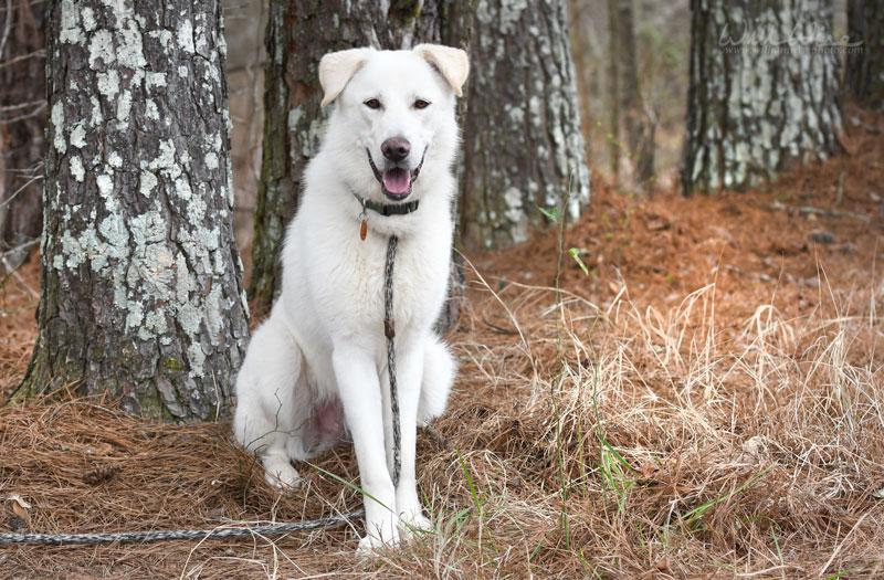Enlarge Salus #22127, a ADOPTABLE mixed breed in Monroe, GA image 4/6