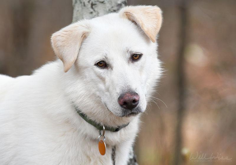 Enlarge Salus #22127, a ADOPTABLE mixed breed in Monroe, GA image 3/6