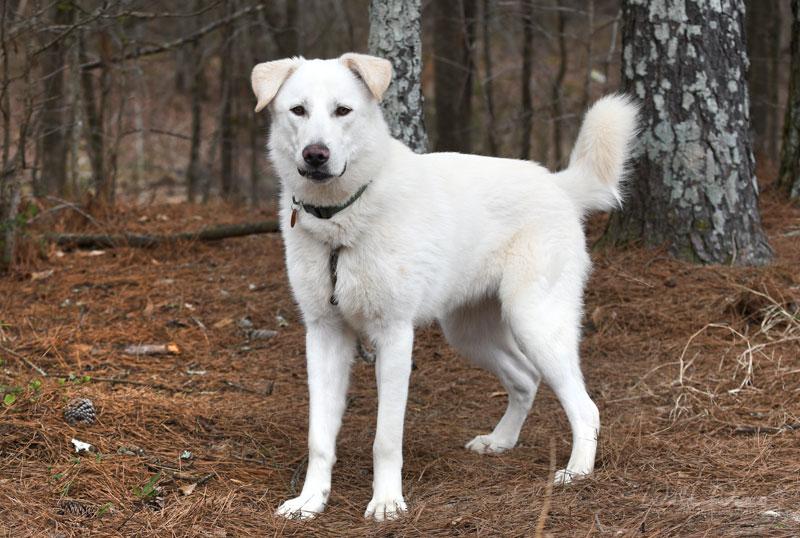 Enlarge Salus #22127, a ADOPTABLE mixed breed in Monroe, GA image 5/6