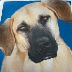 Enlarge Sergeant Jagger aka "Jagger" or "Sarge", an adoptable Anatolian Shepherd in Seguin, TX image 1/6