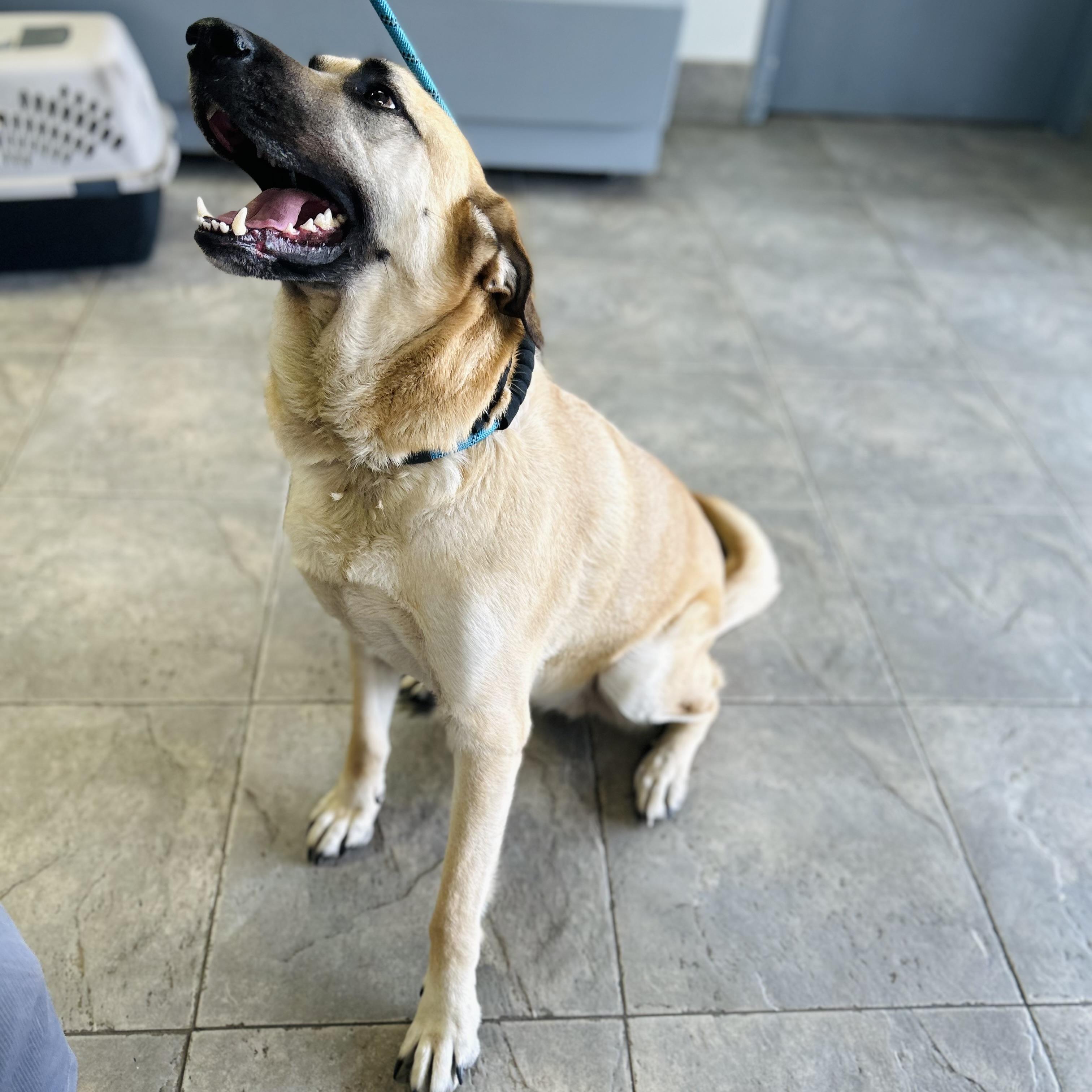 Enlarge Sergeant Jagger aka "Jagger" or "Sarge", an adoptable Anatolian Shepherd in Seguin, TX image 2/6