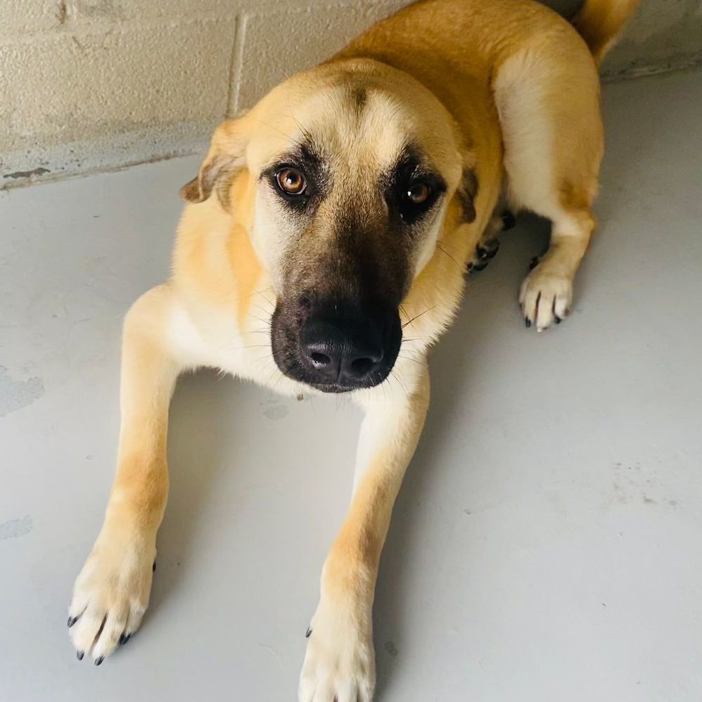 Enlarge Sergeant Jagger aka "Jagger" or "Sarge", an adoptable Anatolian Shepherd in Seguin, TX image 3/6
