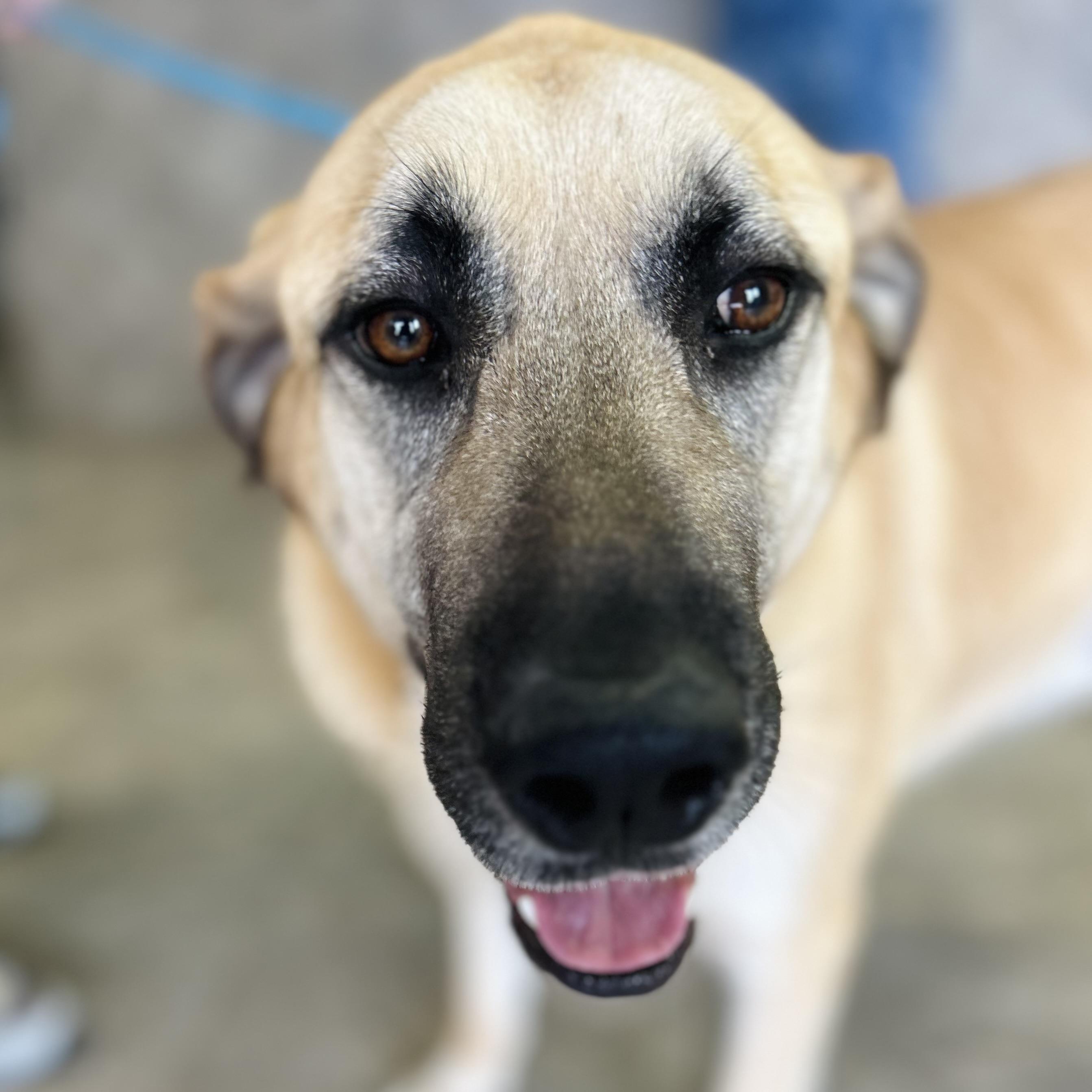 Enlarge Sergeant Jagger aka "Jagger" or "Sarge", an adoptable Anatolian Shepherd in Seguin, TX image 5/6