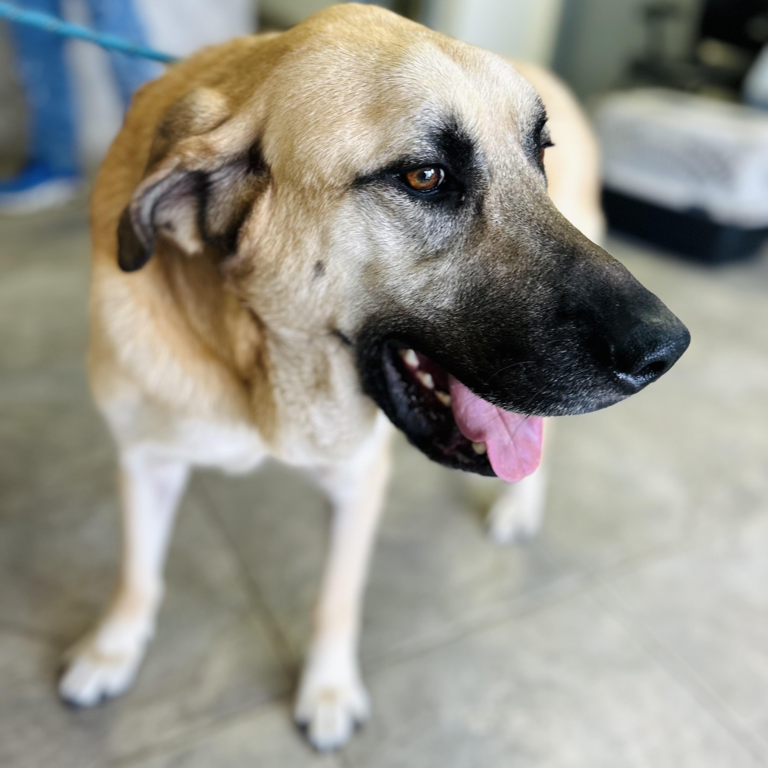Enlarge Sergeant Jagger aka "Jagger" or "Sarge", an adoptable Anatolian Shepherd in Seguin, TX image 4/6