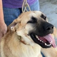 Enlarge Sergeant Jagger aka "Jagger" or "Sarge", an adoptable Anatolian Shepherd in Seguin, TX image 6/6