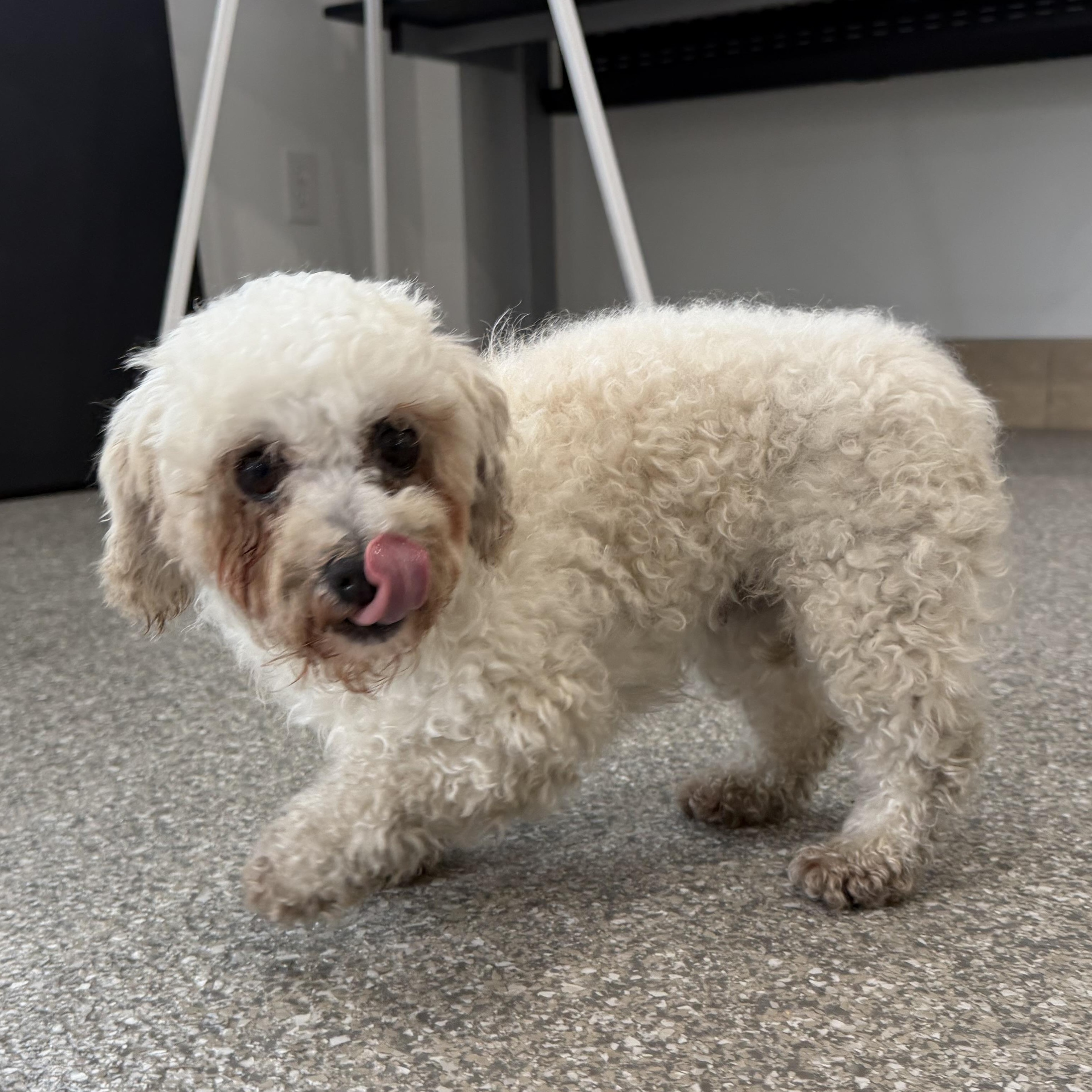 Enlarge Friendly, an adopted mixed breed in Latrobe, PA image 2/2