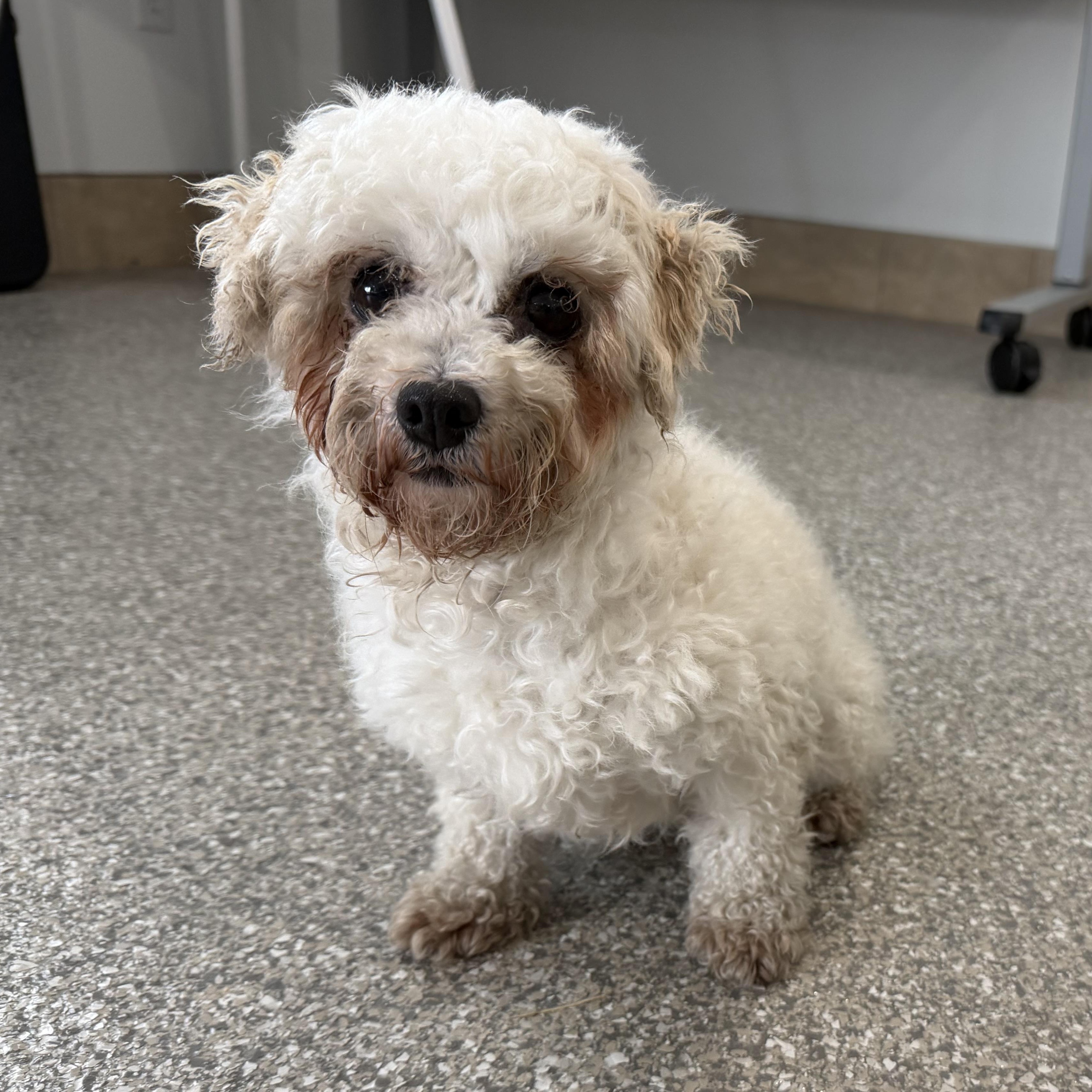 Enlarge Friendly, an adopted mixed breed in Latrobe, PA image 1/2