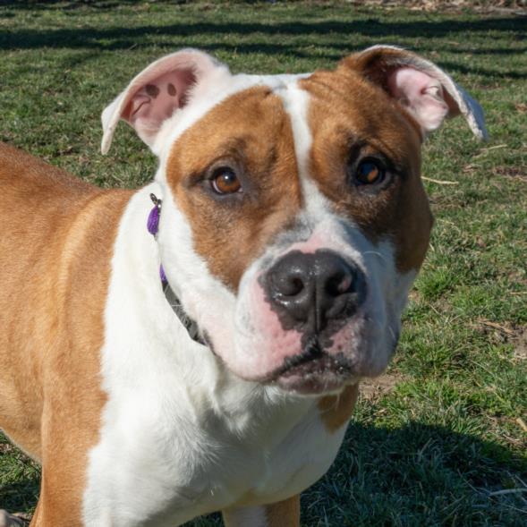 SPUD, Adoptable, Adult Male Pit Bull Terrier.