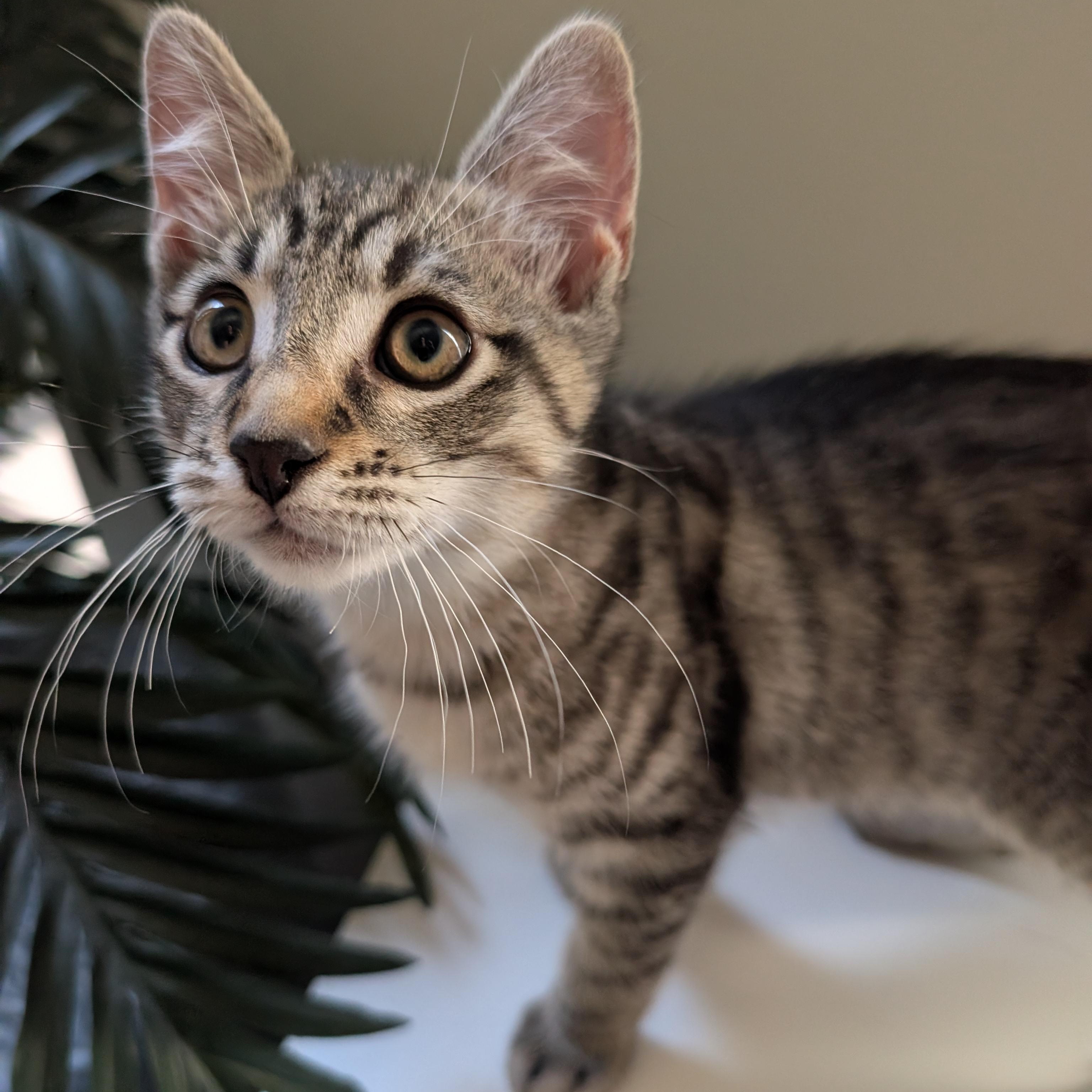Enlarge Scramble, an adopted Domestic Short Hair in Orange, CA image 1/1