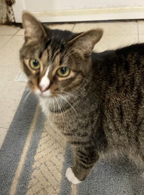 Luna, Adoptable, Adult Female Domestic Short Hair.