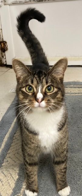 Luna, a Adoptable mixed breed in Huntington, NY image 2/2