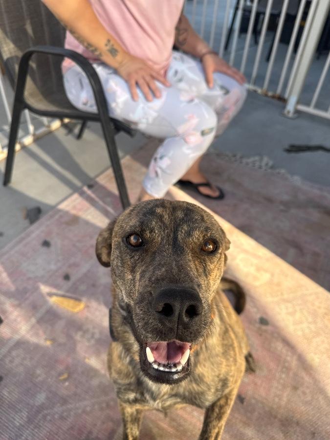 Enlarge Animal, a Adoptable Pit Bull Terrier in Tonopah, AZ image 3/6