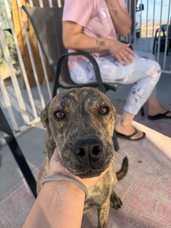 Enlarge Animal, a Adoptable Pit Bull Terrier in Tonopah, AZ image 2/6