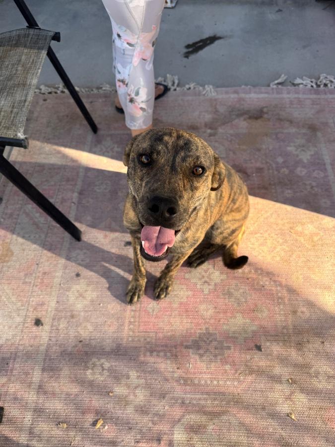 Enlarge Animal, a Adoptable Pit Bull Terrier in Tonopah, AZ image 1/6
