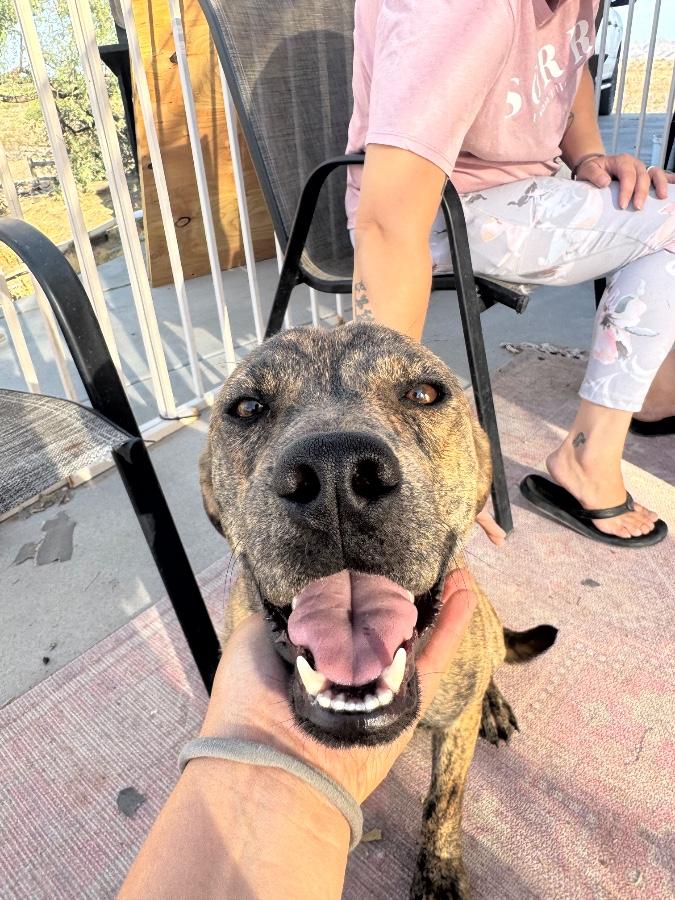 Enlarge Animal, a Adoptable Pit Bull Terrier in Tonopah, AZ image 5/6