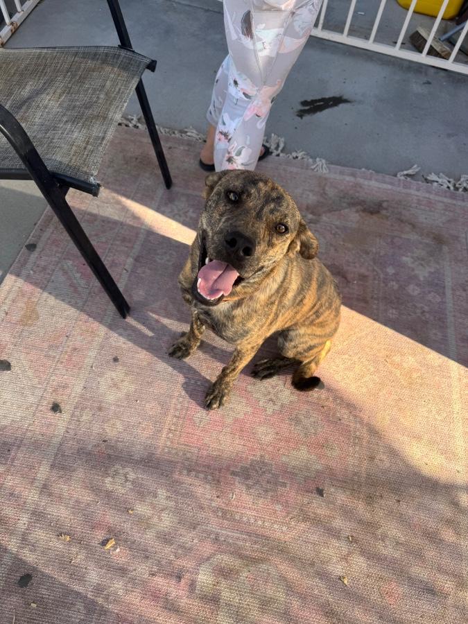 Enlarge Animal, a Adoptable Pit Bull Terrier in Tonopah, AZ image 4/6