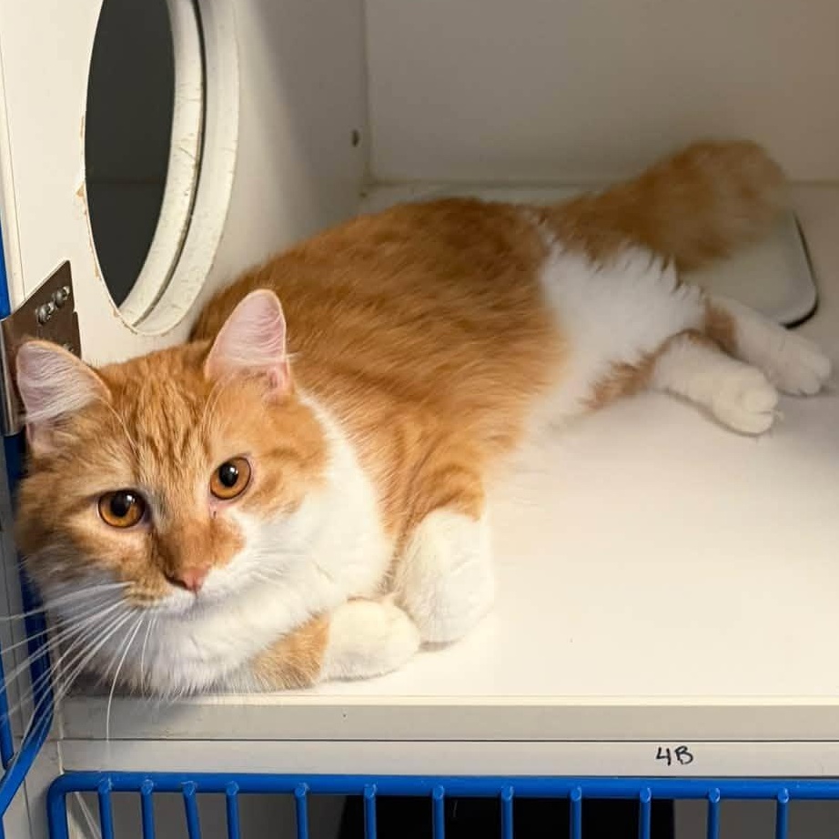 Enlarge Edmund, a Adoptable Domestic Medium Hair in Clinton, IL image 1/2