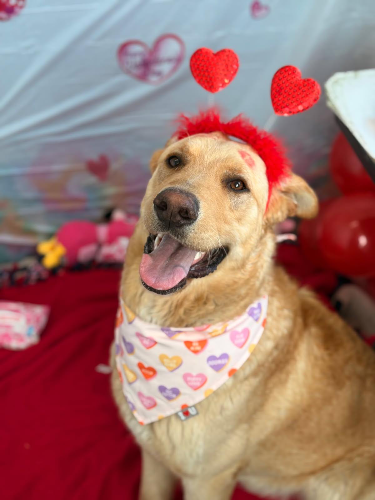 Enlarge Tulsa, a Adopted mixed breed in Pontiac, IL image 3/3