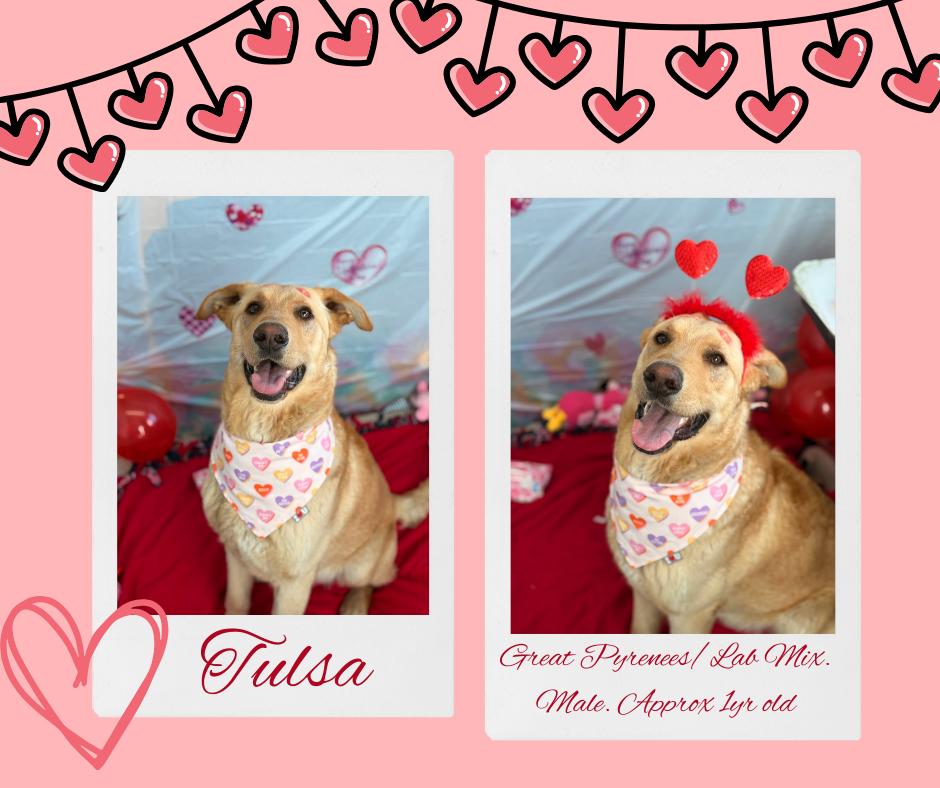 Enlarge Tulsa, a Adopted mixed breed in Pontiac, IL image 2/3