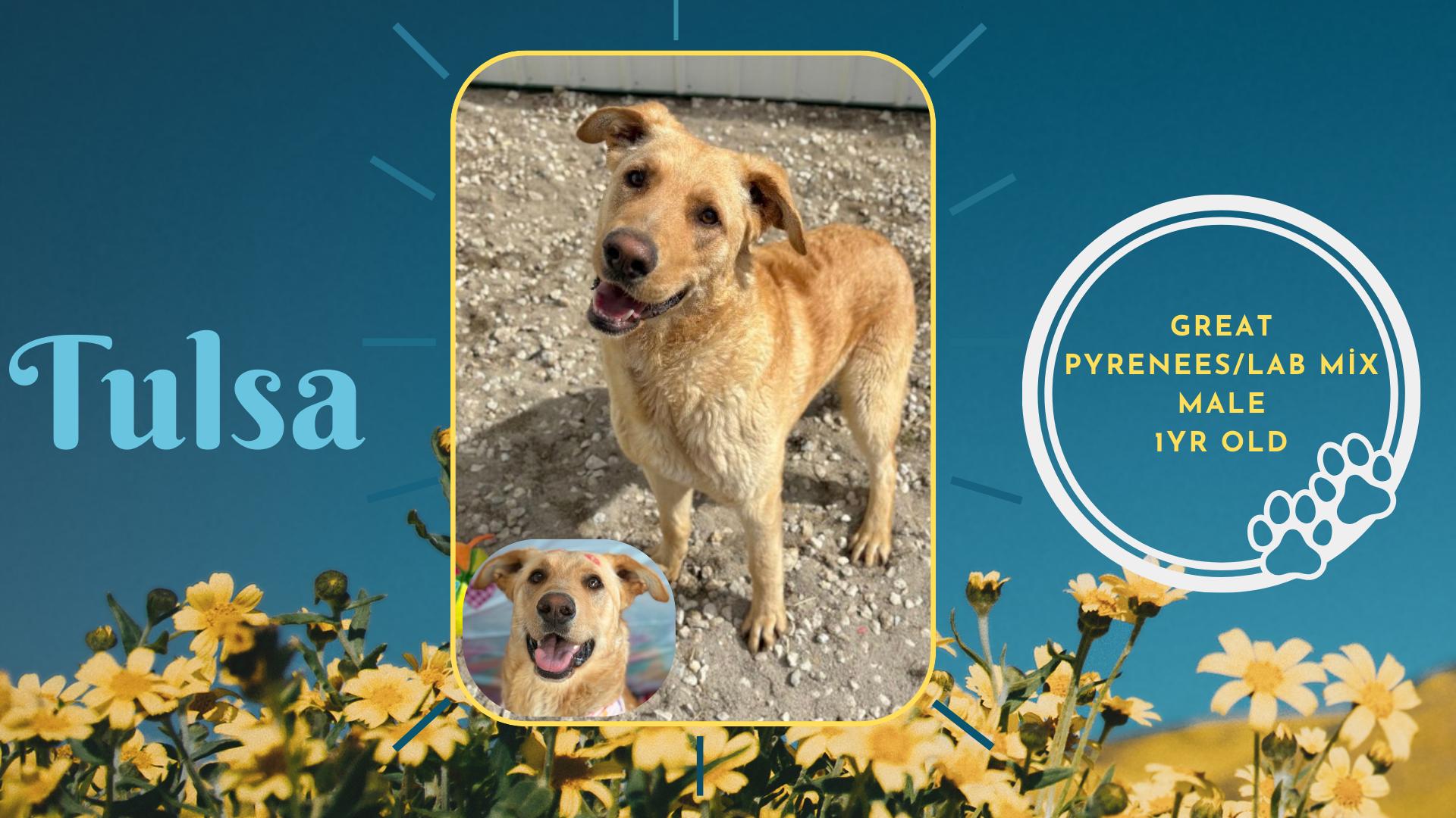 Enlarge Tulsa, a Adopted mixed breed in Pontiac, IL image 1/3