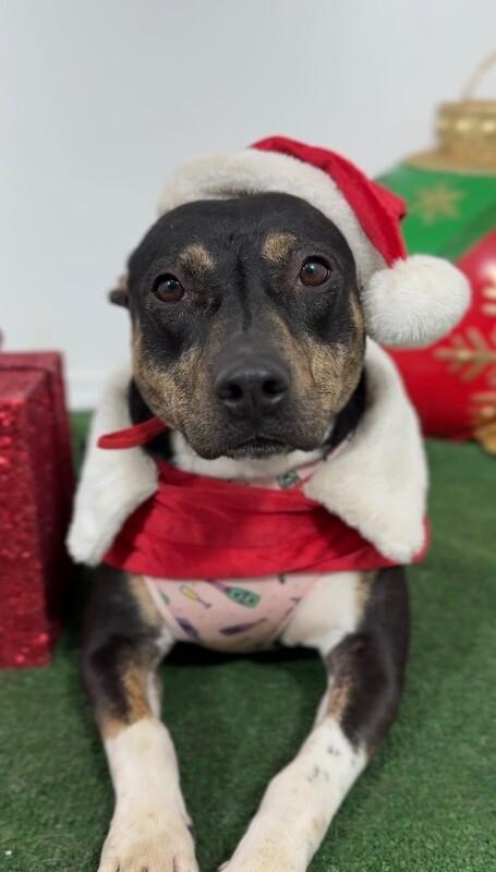 Enlarge Sarah, a Adoptable mixed breed in West Hills, CA image 1/1