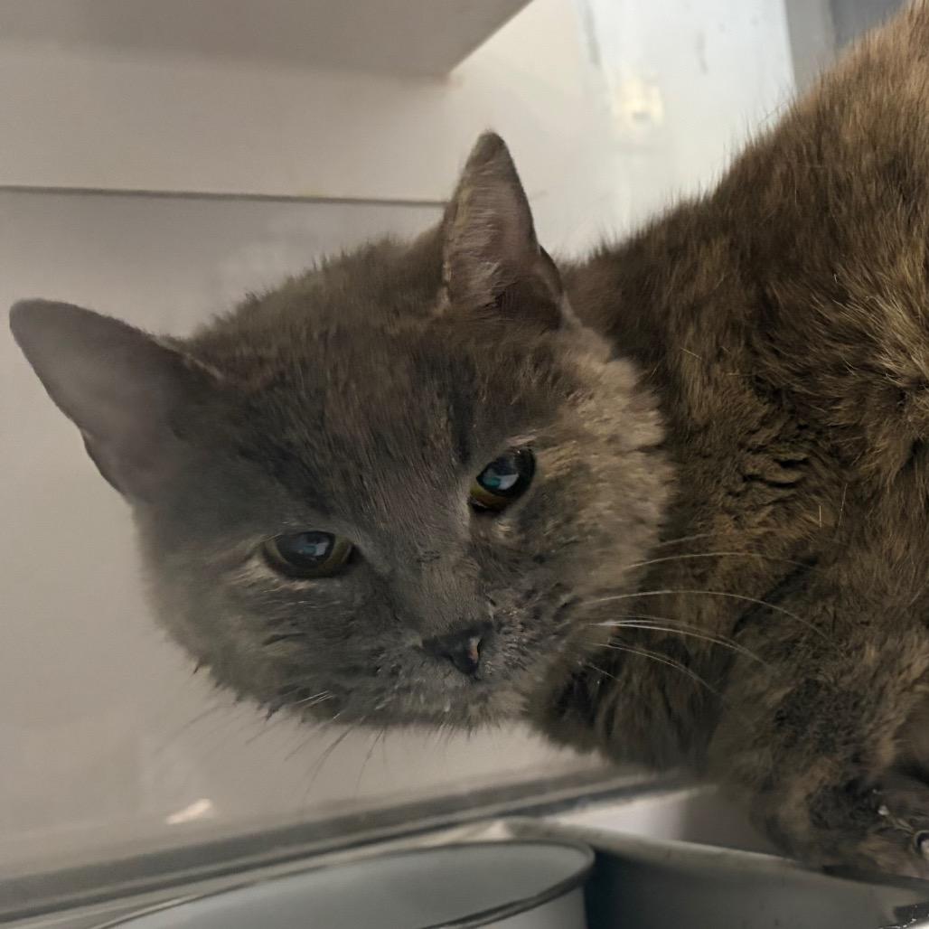 Enlarge Pippin, a Adoptable Domestic Short Hair in Carroll, IA image 1/1