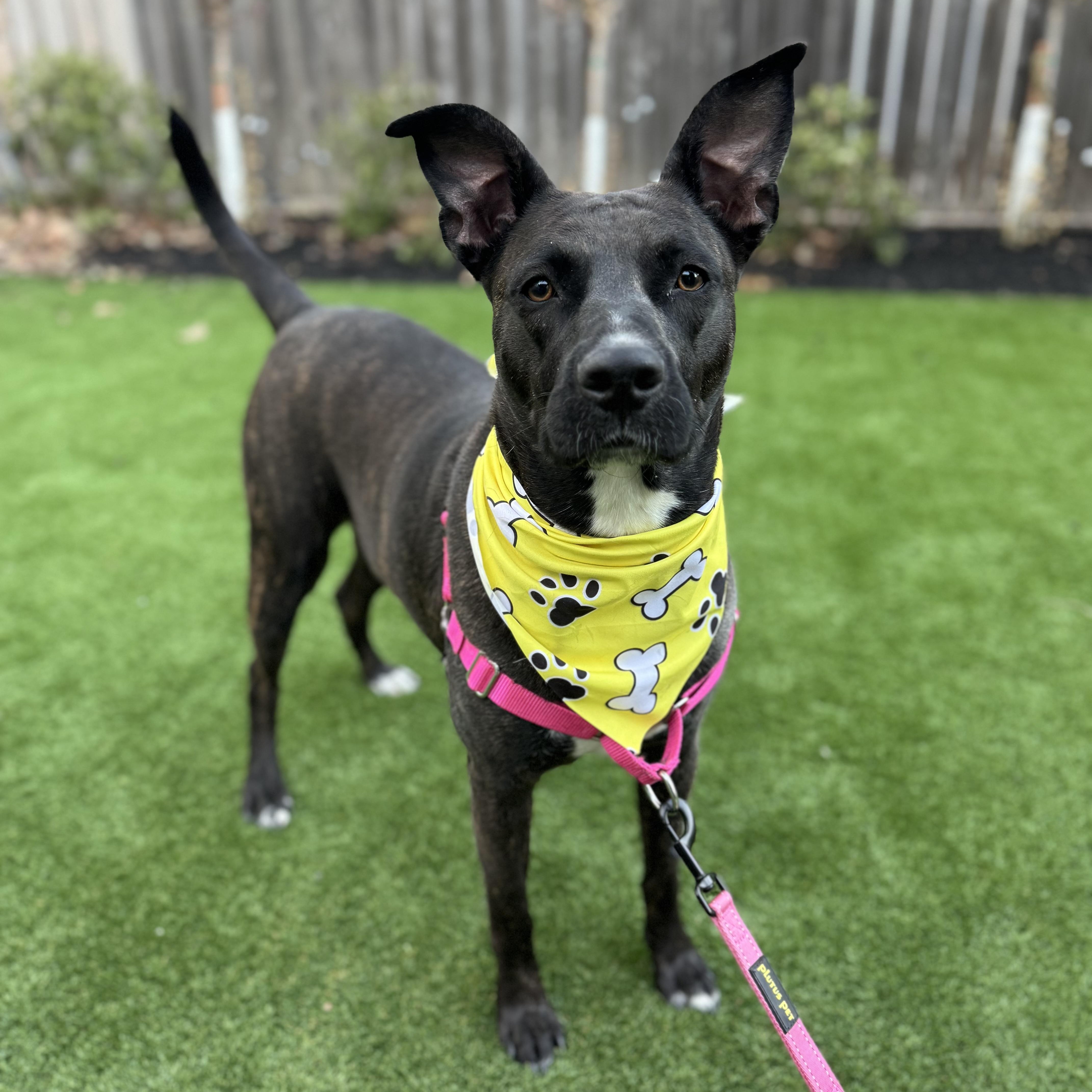 Zoe, a Adoptable mixed breed in Houston, TX image 5/5