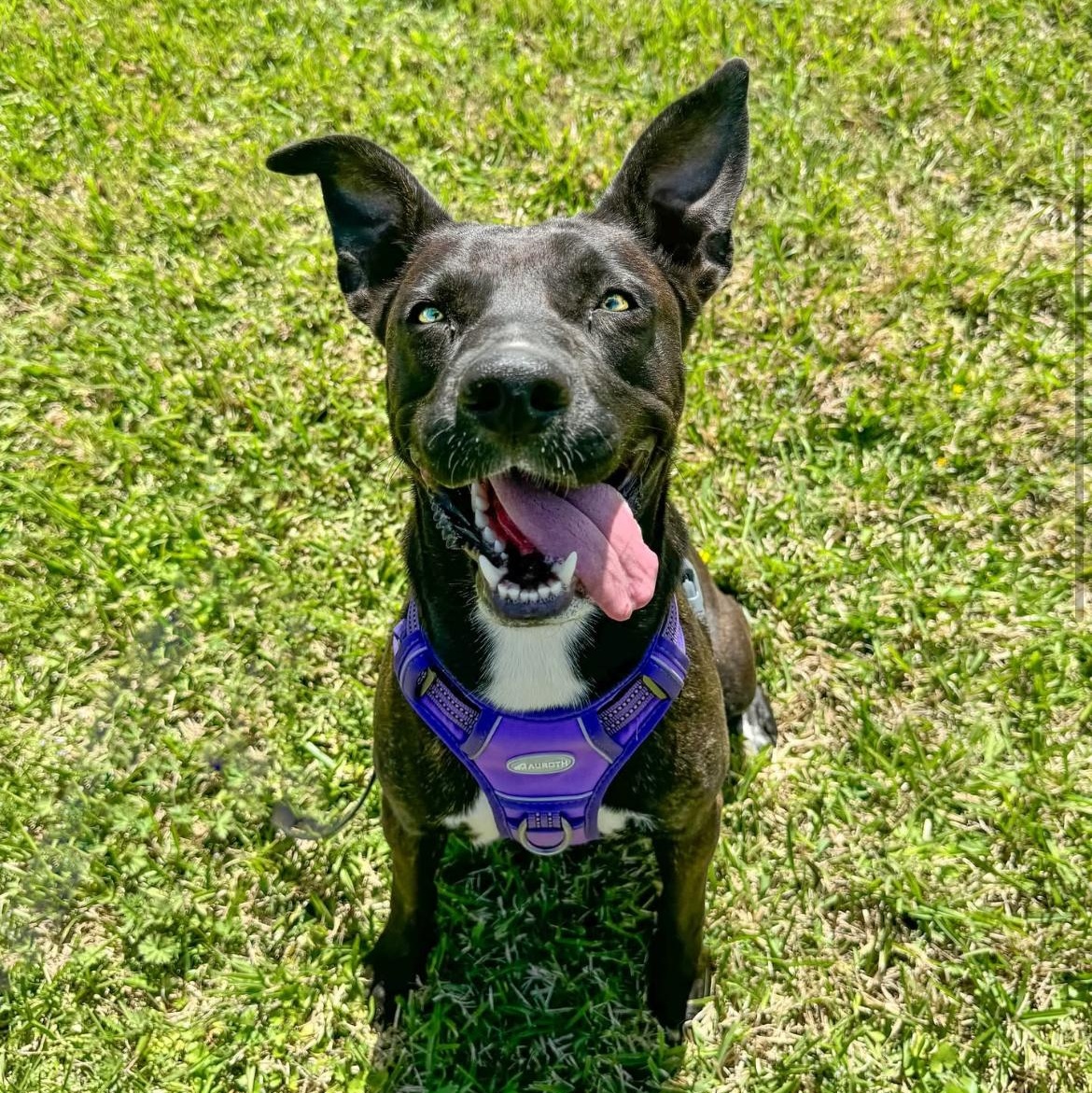 Zoe, a Adoptable mixed breed in Houston, TX image 2/4