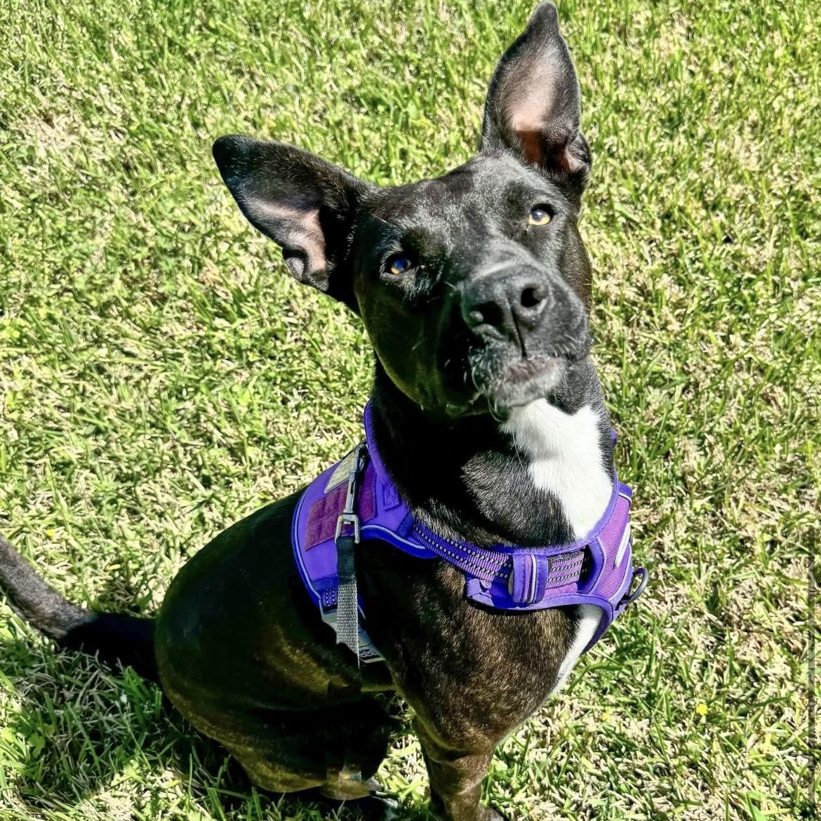 Zoe, a Adoptable mixed breed in Houston, TX image 1/4