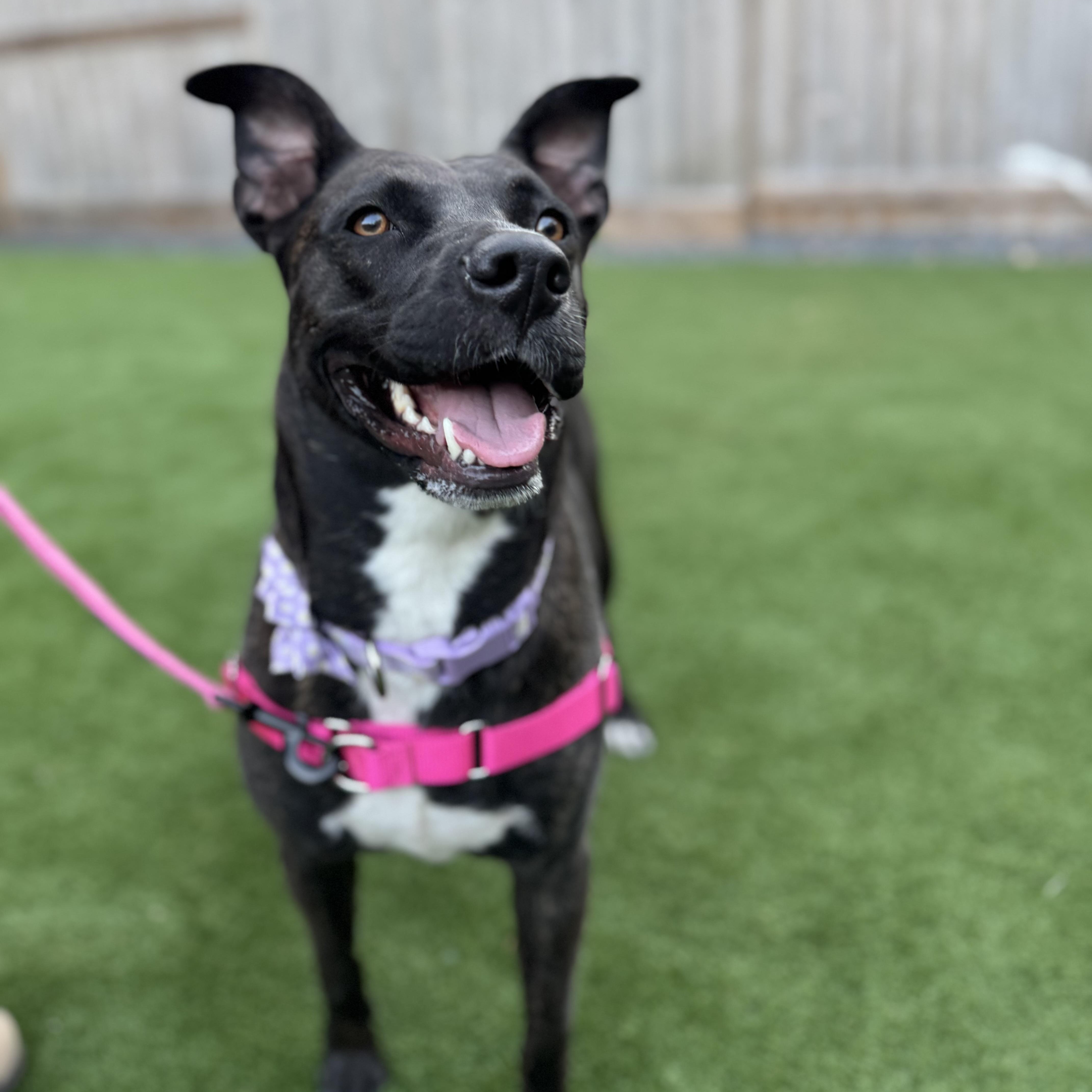 Zoe, a Adoptable mixed breed in Houston, TX image 1/5