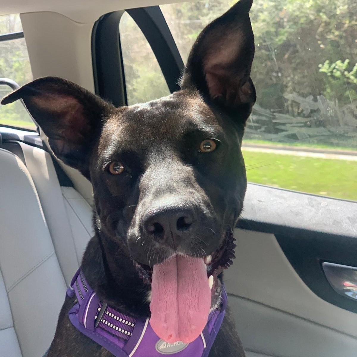 Zoe, a Adoptable mixed breed in Houston, TX image 3/4