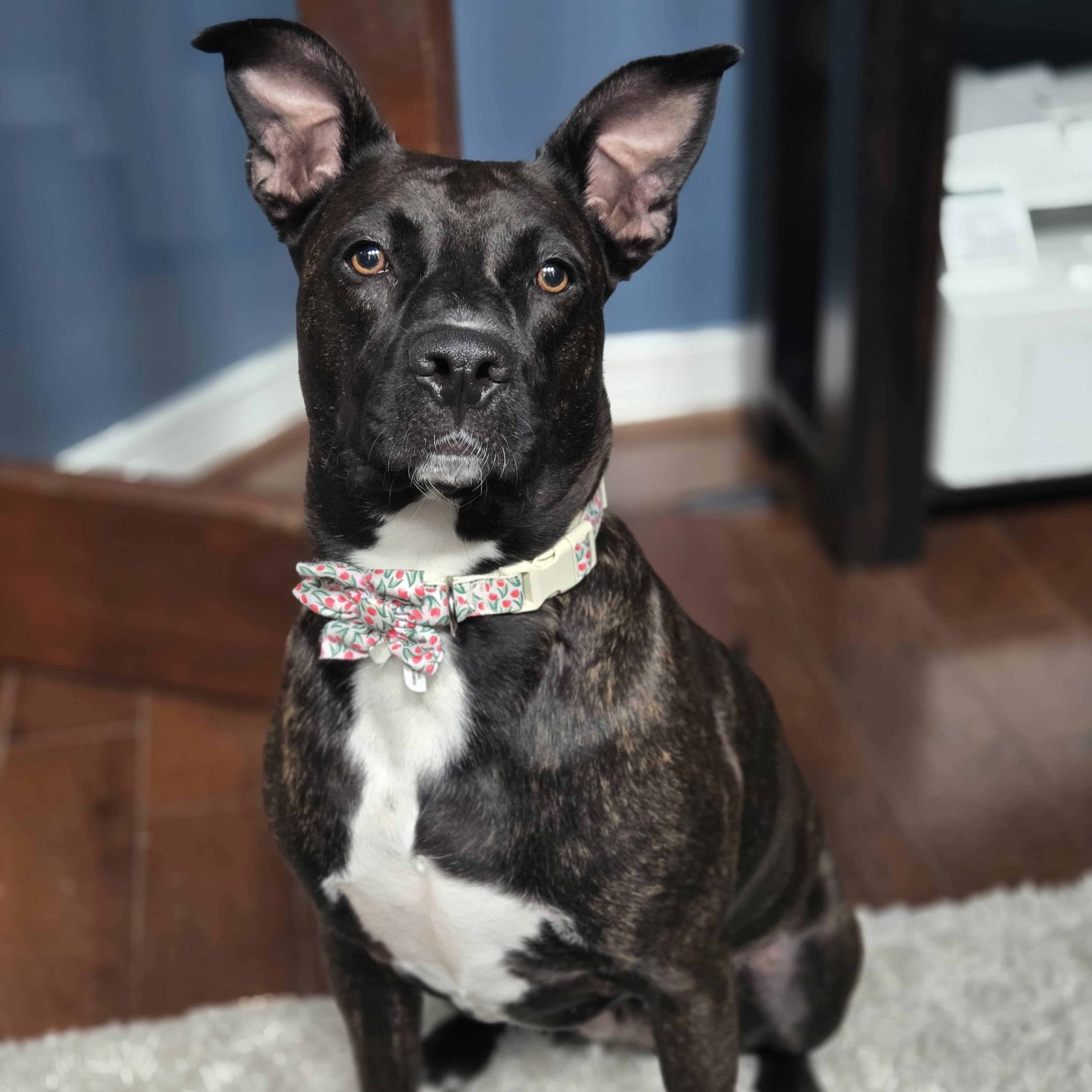 Enlarge Zoe, a Adoptable mixed breed in Houston, TX image 1/6