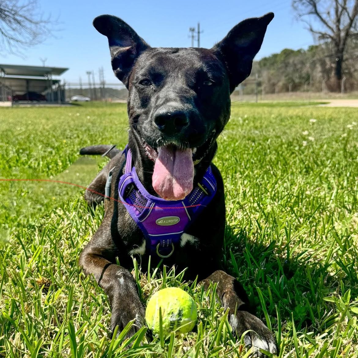 Zoe, a Adoptable mixed breed in Houston, TX image 4/4