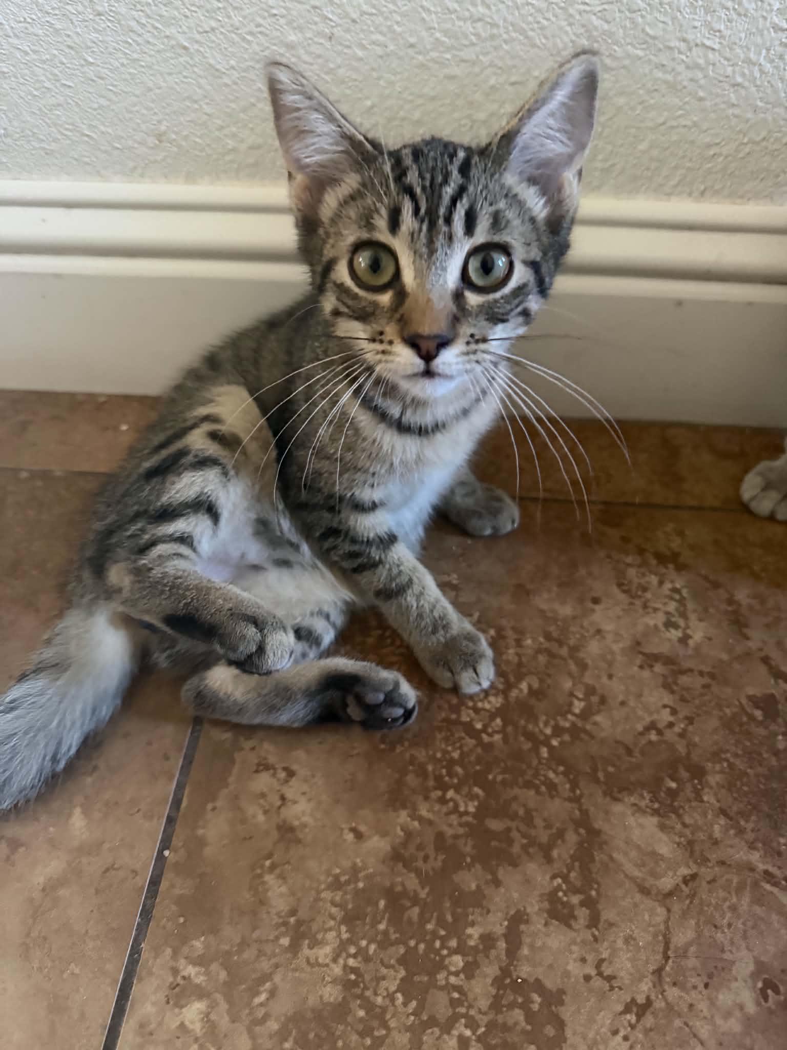 Kevin ( AP), a Adopted Tabby in Vacaville, CA image 1/3