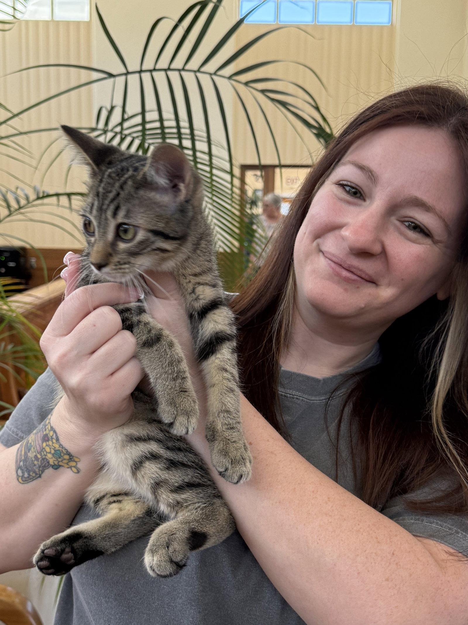 Kevin ( AP), a Adopted Tabby in Vacaville, CA image 3/3