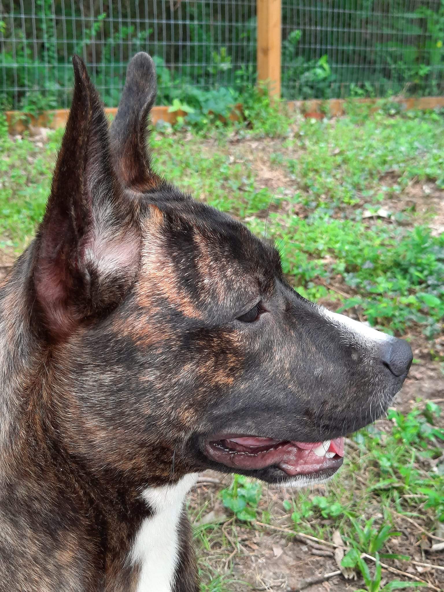 Buttercup, Adoptable, Adult Female Dutch Shepherd.
