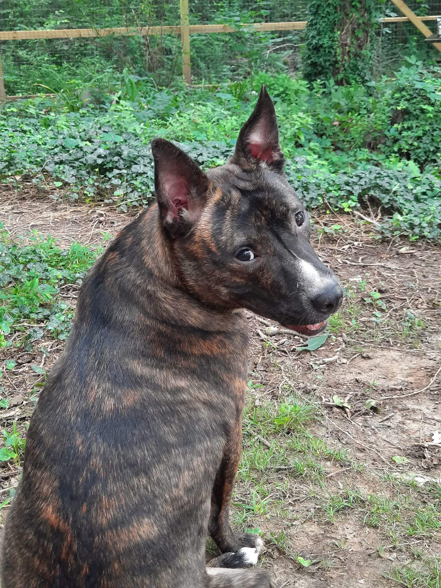 Buttercup, a Adoptable Dutch Shepherd in Covington, TN image 2/3