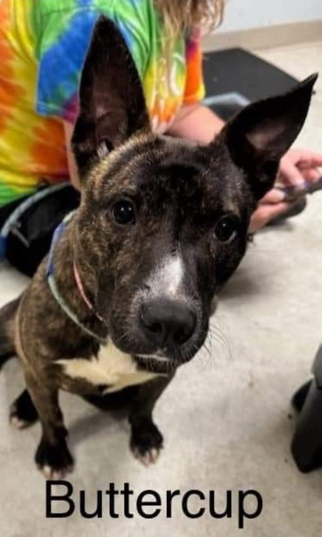 Buttercup, a Adoptable Dutch Shepherd in Covington, TN image 3/3