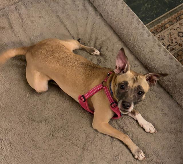 WINNIE, Adoptable, Adult Female Whippet & Chihuahua.